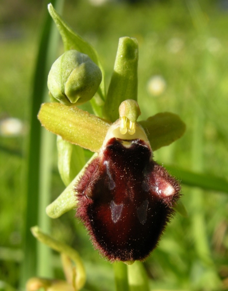 Ophrys delle Mainarde